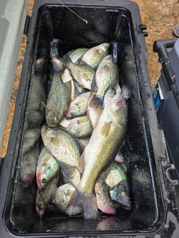 Fishing in Zavalla, Texas