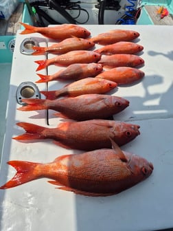 Fishing in Destin, Florida
