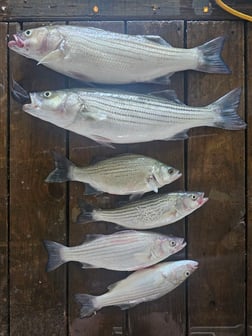 Fishing in Kingston, Oklahoma
