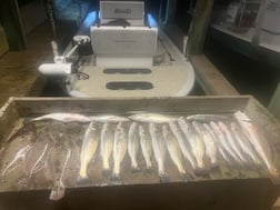 Fishing in Port O'Connor, Texas