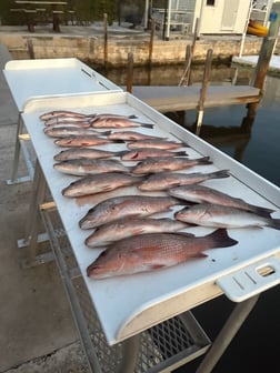 Fishing in Big Pine Key, Florida