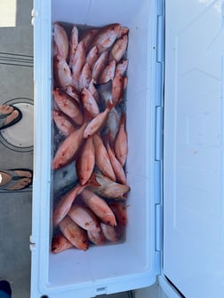 Fishing in Panama City Beach, Florida