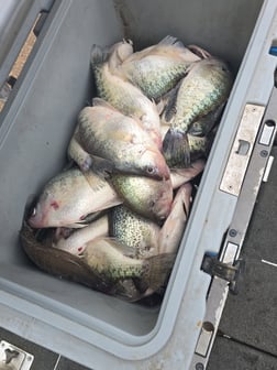 Fishing in Gore Springs, Mississippi