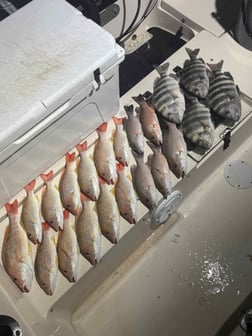 Fishing in Sarasota, Florida