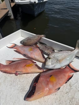 Fishing in Holmes Beach, Florida
