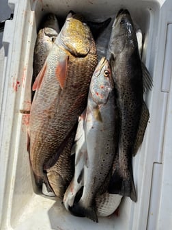 Fishing in New Orleans, Louisiana