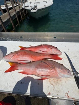 Fishing in Riviera Beach, Florida