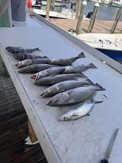 Fishing in Gulf Shores, Alabama