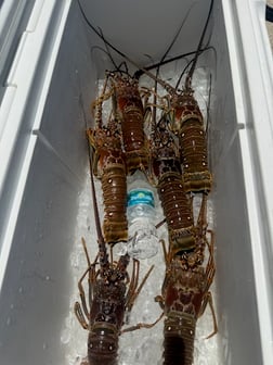 Fishing in Ruskin, Florida
