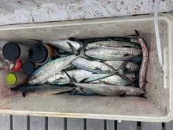 Fishing in Redington Shores, Florida