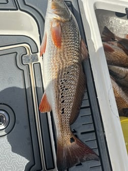 Fishing in Saint Bernard, Louisiana