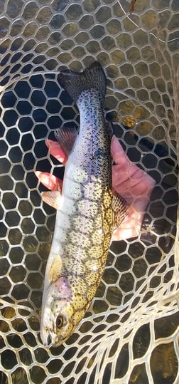Fishing in Broken Bow, Oklahoma