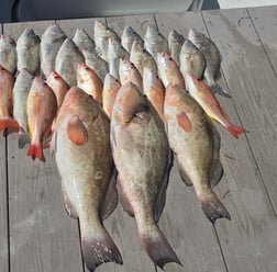 Fishing in Sarasota, Florida