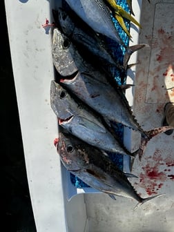 Fishing in Arcadia, Florida