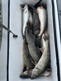Fishing in Oak Harbor, Ohio