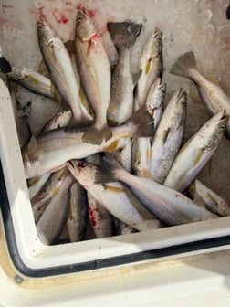 Fishing in Gulf Shores, Alabama