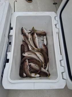 Fishing in Dana Point, California