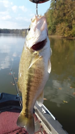 Crappie, Striped Bass Fishing in Holmes Beach, Florida