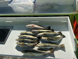 Fishing in Saint James City, Florida