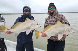 Sheepshead Fishing in Port Isabel, Texas