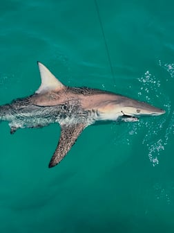 Fishing in Destin, Florida