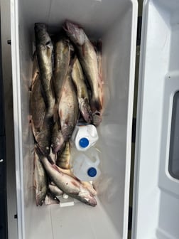 Fishing in Indianapolis, Indiana