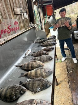 Sheepshead Fishing in