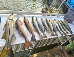 Mahi Mahi Fishing in Crystal River, Florida