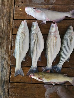 Fishing in Kingston, Oklahoma