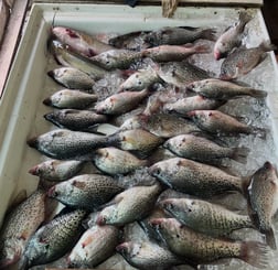 Fishing in Willis, Texas