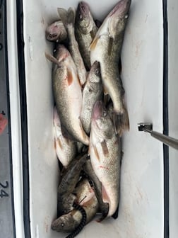 Fishing in Oak Harbor, Ohio