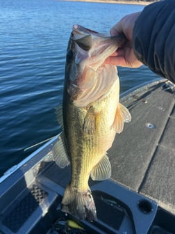 Fishing in Kimberling City, Missouri