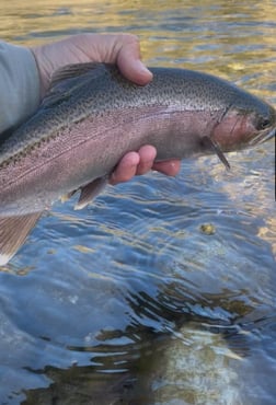 Fishing in Hume, California