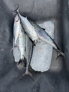 Fishing in Fort Pierce, Florida