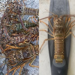 Hunting in Key West, Florida