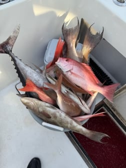 Gag Grouper Fishing in Panama City, Florida