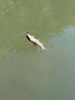 Fishing in Heber Springs, Arkansas