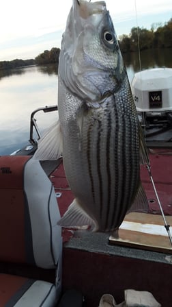 Crappie, Striped Bass Fishing in Holmes Beach, Florida