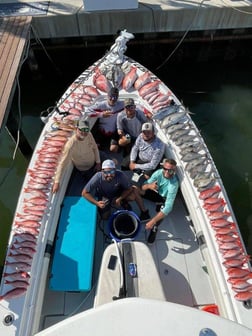 Gag Grouper Fishing in Clearwater, Florida