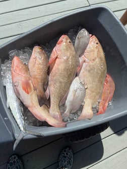 Fishing in Sarasota, Florida