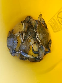 Fishing in Fort Myers Beach, Florida