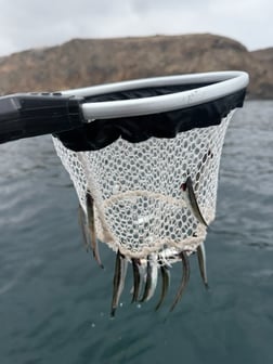 Fishing in Ventura, California