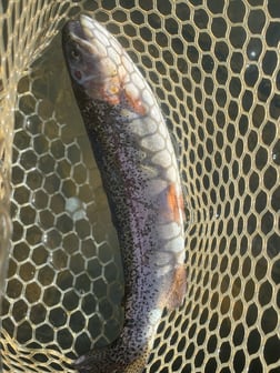Fishing in Broken Bow, Oklahoma