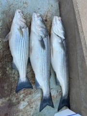 Fishing in Rogers, Arkansas