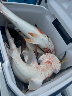 Fishing in Jacksonville, Florida