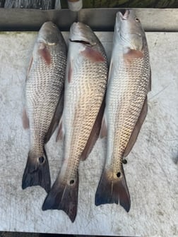 Fishing in St. Augustine, Florida