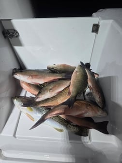 Fishing in Key Biscayne, Florida