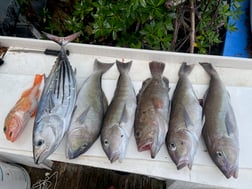 Fishing in Little Torch Key, Florida