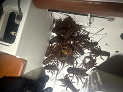 Fishing in Long Beach, California