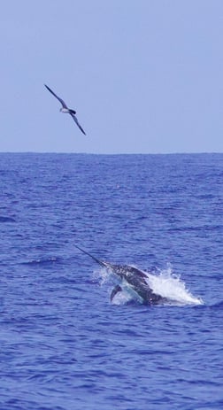 Fishing in Kaiminani, Hawaii